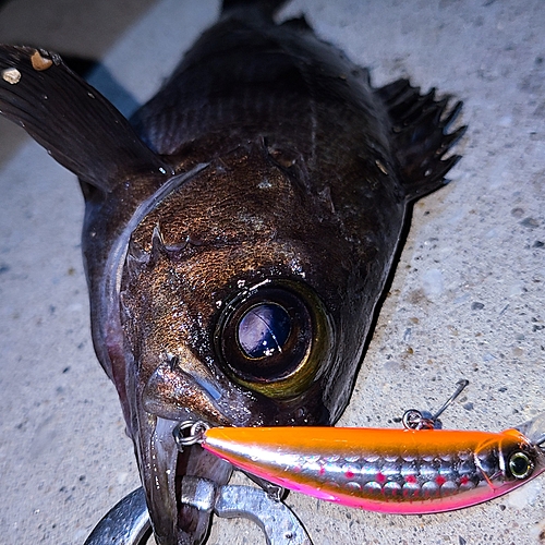 シロメバルの釣果