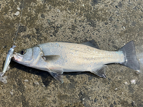 ヒラスズキの釣果