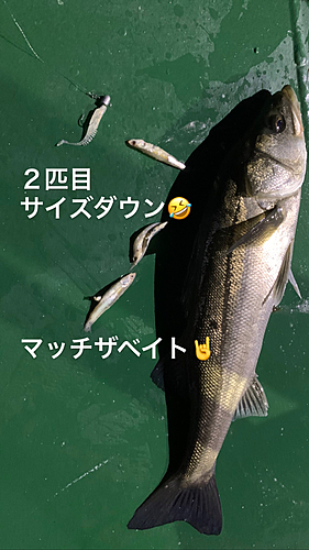 シーバスの釣果