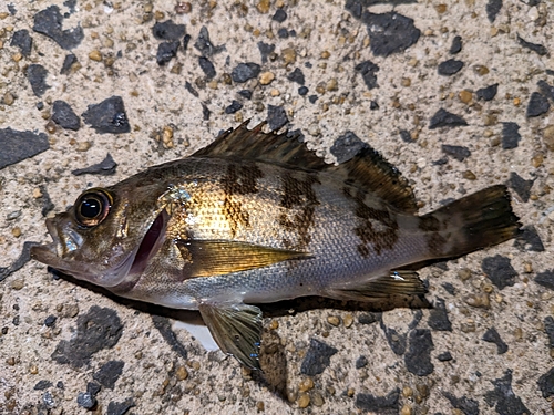 メバルの釣果