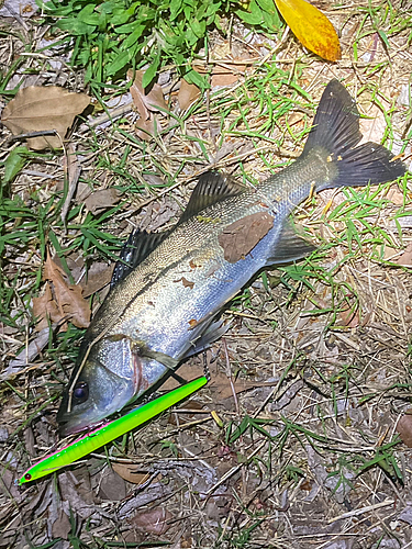 シーバスの釣果