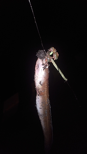 アナゴの釣果