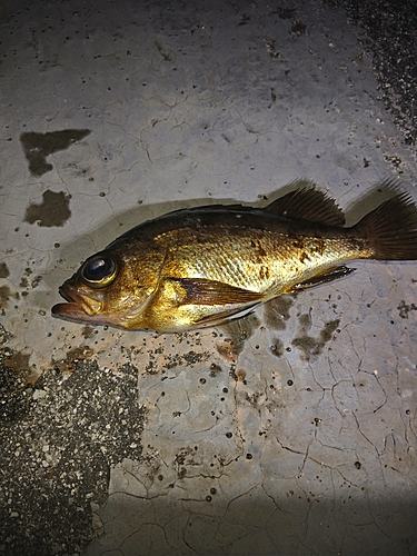 メバルの釣果