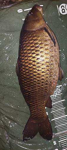 コイの釣果