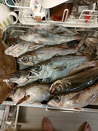 クロムツの釣果