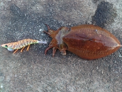 コウイカの釣果