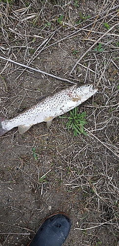 ブラウントラウトの釣果