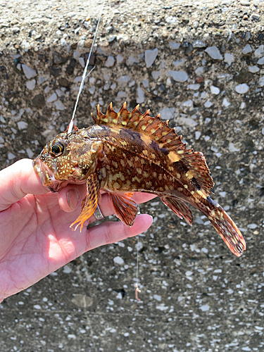 カサゴの釣果