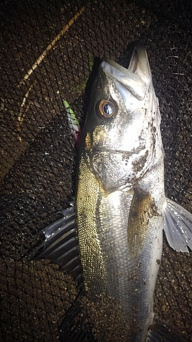 フッコ（マルスズキ）の釣果