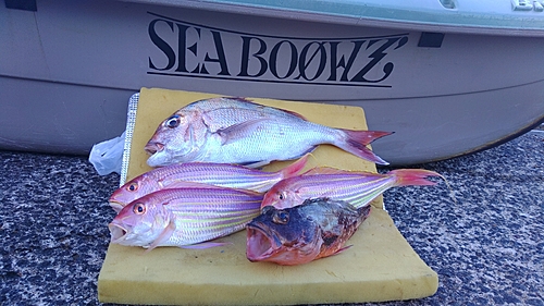 マダイの釣果