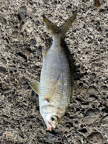 クロサギの釣果