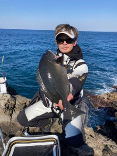 オナガグレの釣果