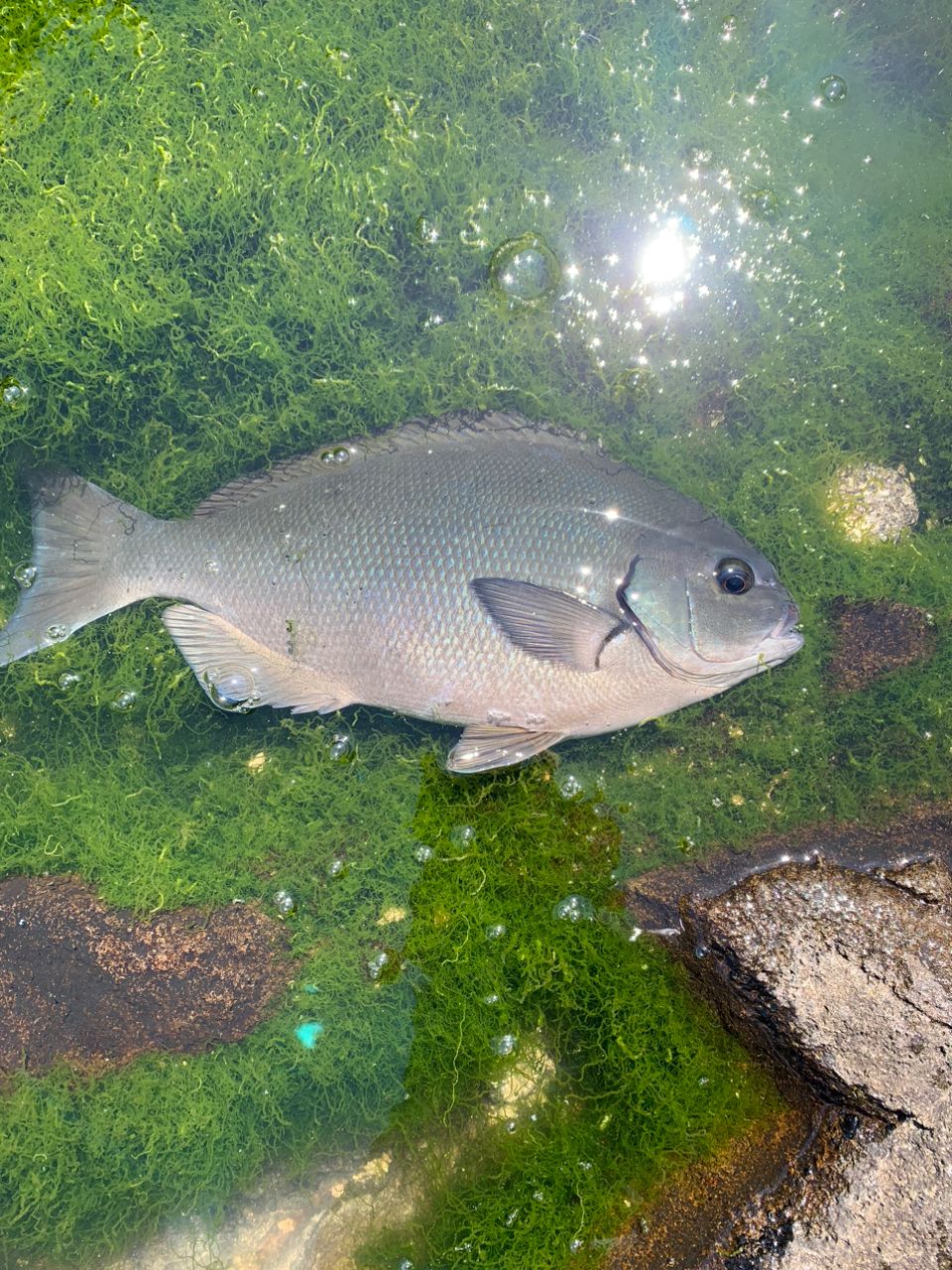 クサの上のフグさんの釣果 2枚目の画像