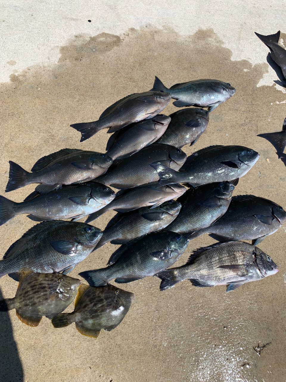 クサの上のフグさんの釣果 3枚目の画像