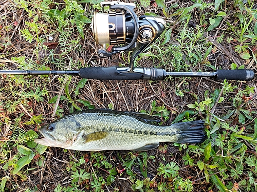 ラージマウスバスの釣果