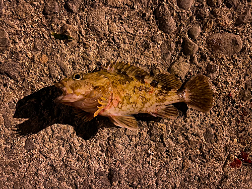 カサゴの釣果