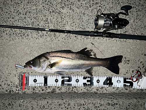 シーバスの釣果