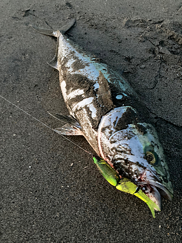 ブリの釣果