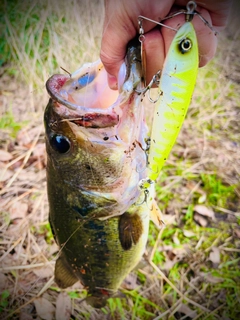 ブラックバスの釣果