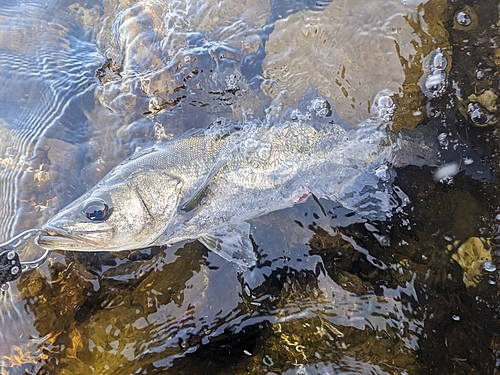 セイゴ（マルスズキ）の釣果