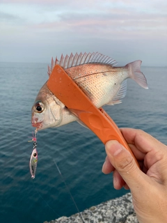 チャリコの釣果