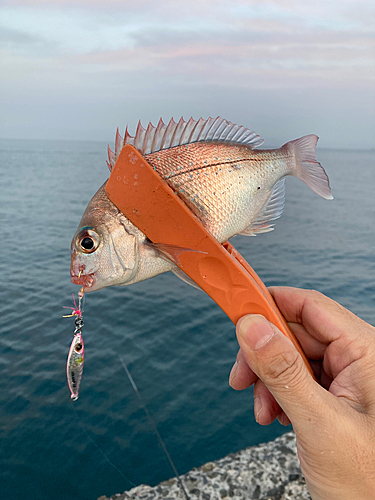 チャリコの釣果