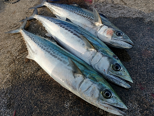 サゴシの釣果