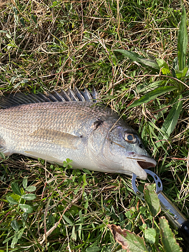 キビレの釣果