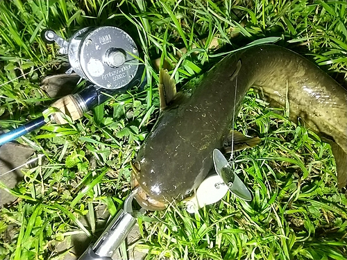 ナマズの釣果