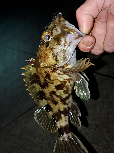 タケノコメバルの釣果