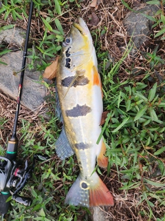 ピーコックバスの釣果