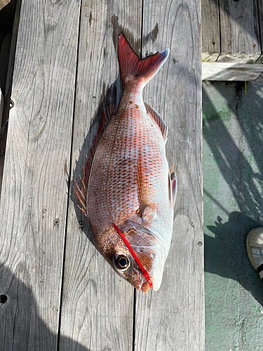 マダイの釣果