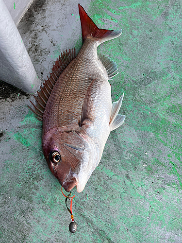 マダイの釣果