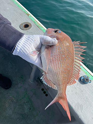 マダイの釣果