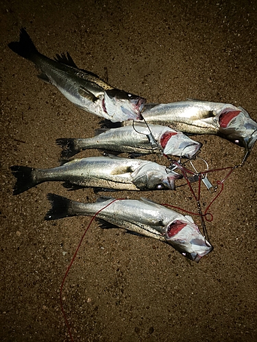 シーバスの釣果