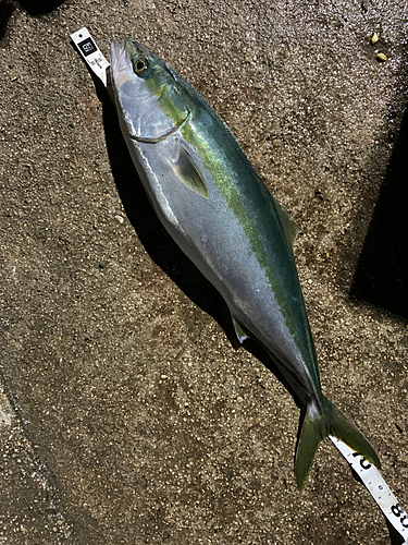 ハマチの釣果