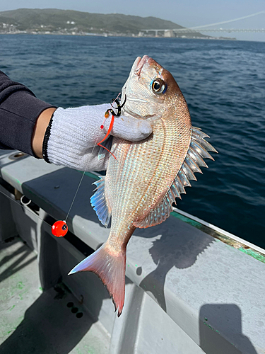 マダイの釣果