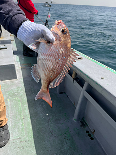 マダイの釣果