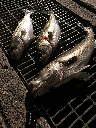 シーバスの釣果