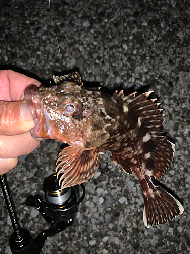 カサゴの釣果