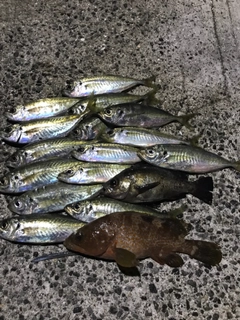 アジの釣果