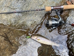 イワナの釣果