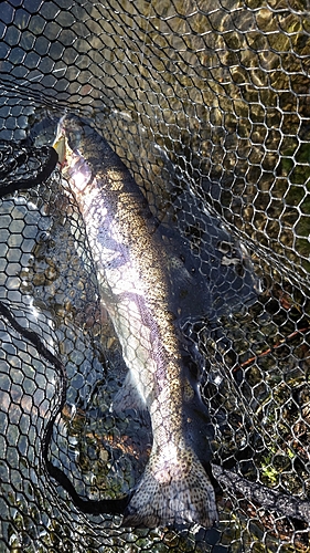 ニジマスの釣果