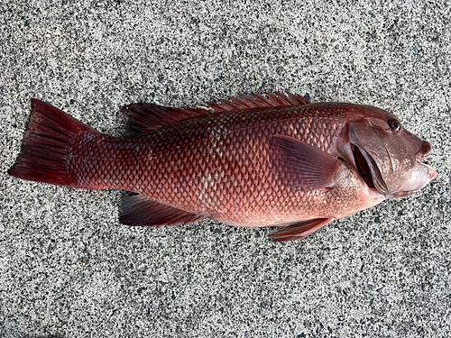 コブダイの釣果