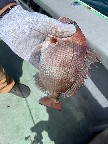 マダイの釣果