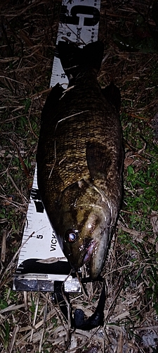 スモールマウスバスの釣果