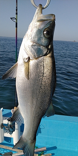 ヒラスズキの釣果