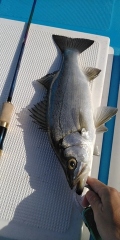 ヒラスズキの釣果