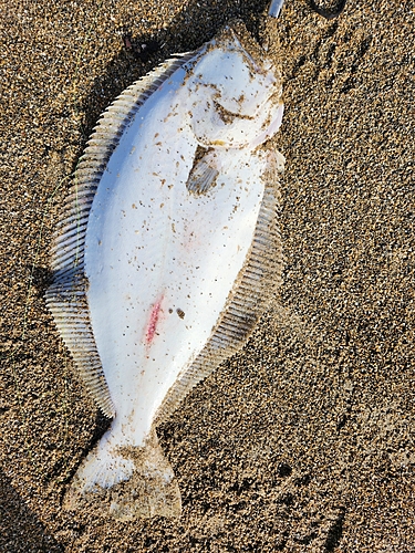 ヒラメの釣果