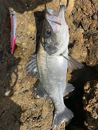 セイゴ（ヒラスズキ）の釣果